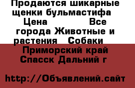 Продаются шикарные щенки бульмастифа › Цена ­ 45 000 - Все города Животные и растения » Собаки   . Приморский край,Спасск-Дальний г.
